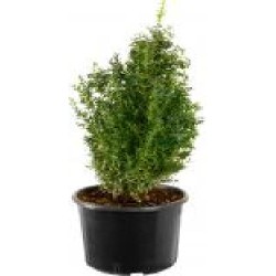 Растение Самшит вечнозеленый Buxus sempervirens h 55-65 см