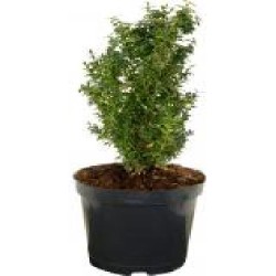 Растение Самшит вечнозеленый Buxus sempervirens h 40-50 см