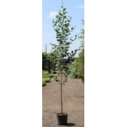 Растение Береза черная Betula nigra h 300-350 см d 8-10 см