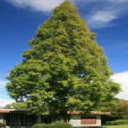 Растение Метасеквоя рассеченношишковая Metasequoia glyptostroboid es h 270-320 см