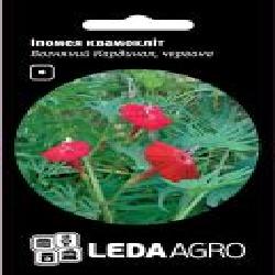 Семена LedaAgro ипомея квамоклит Огненный Кардинал красная 0,5 г (4820119793589)