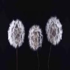 Репродукция AF20190825 Dandelion Clock 030 50x100 см RozenfeldArt